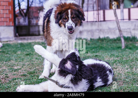 Vieh Guardian Hund, Tornjak aus Vlasic Berg und Ciobanesc Romanesc de Bucovina, Hütehund, Schäferhund, LGD im Spiel in Janja Bosnien Stockfoto