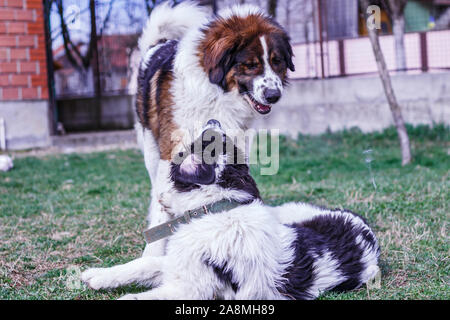 Vieh Guardian Hund, Tornjak aus Vlasic Berg und Ciobanesc Romanesc de Bucovina, Hütehund, Schäferhund, LGD im Spiel in Janja Bosnien Stockfoto