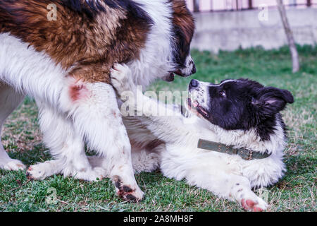 Vieh Guardian Hund, Tornjak aus Vlasic Berg und Ciobanesc Romanesc de Bucovina, Hütehund, Schäferhund, LGD im Spiel in Janja Bosnien Stockfoto