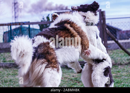 Vieh Guardian Hund, Tornjak aus Vlasic Berg und Ciobanesc Romanesc de Bucovina, Hütehund, Schäferhund, LGD im Spiel in Janja Bosnien Stockfoto