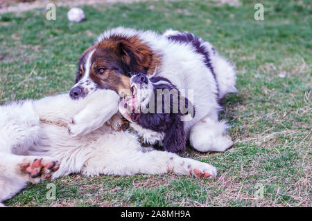 Vieh Guardian Hund, Tornjak aus Vlasic Berg und Ciobanesc Romanesc de Bucovina, Hütehund, Schäferhund, LGD im Spiel in Janja Bosnien Stockfoto