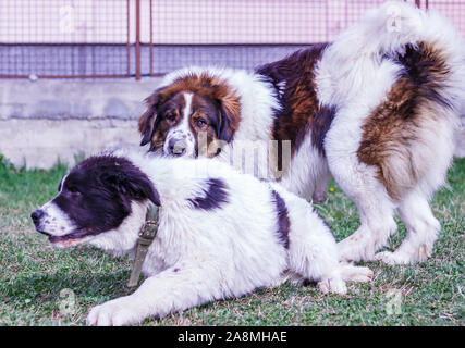 Vieh Guardian Hund, Tornjak aus Vlasic Berg und Ciobanesc Romanesc de Bucovina, Hütehund, Schäferhund, LGD im Spiel in Janja Bosnien Stockfoto