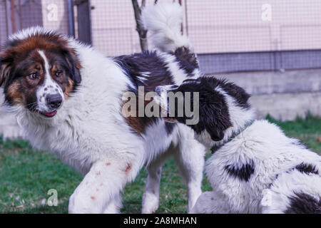 Vieh Guardian Hund, Tornjak aus Vlasic Berg und Ciobanesc Romanesc de Bucovina, Hütehund, Schäferhund, LGD im Spiel in Janja Bosnien Stockfoto