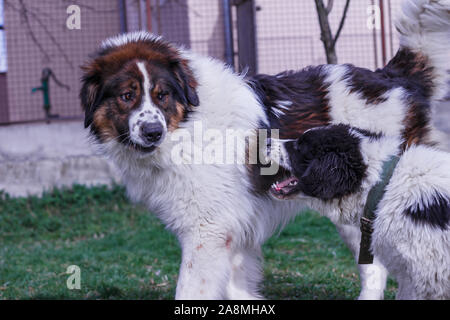 Vieh Guardian Hund, Tornjak aus Vlasic Berg und Ciobanesc Romanesc de Bucovina, Hütehund, Schäferhund, LGD im Spiel in Janja Bosnien Stockfoto