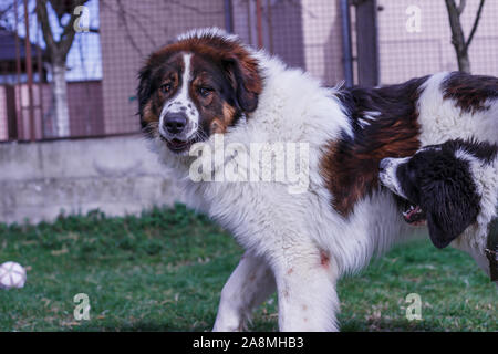 Vieh Guardian Hund, Tornjak aus Vlasic Berg und Ciobanesc Romanesc de Bucovina, Hütehund, Schäferhund, LGD im Spiel in Janja Bosnien Stockfoto