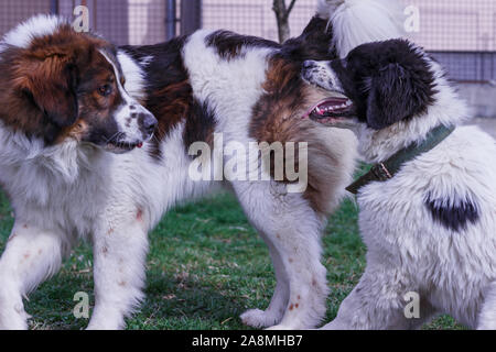 Vieh Guardian Hund, Tornjak aus Vlasic Berg und Ciobanesc Romanesc de Bucovina, Hütehund, Schäferhund, LGD im Spiel in Janja Bosnien Stockfoto