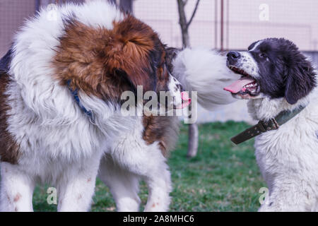 Vieh Guardian Hund, Tornjak aus Vlasic Berg und Ciobanesc Romanesc de Bucovina, Hütehund, Schäferhund, LGD im Spiel in Janja Bosnien Stockfoto