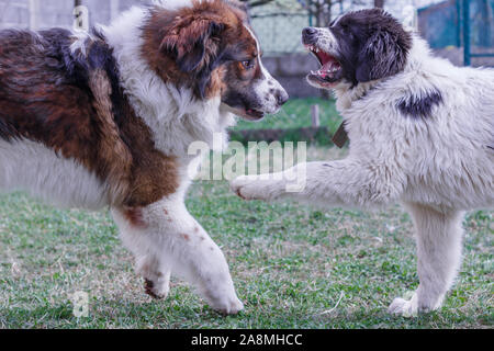 Vieh Guardian Hund, Tornjak aus Vlasic Berg und Ciobanesc Romanesc de Bucovina, Hütehund, Schäferhund, LGD im Spiel in Janja Bosnien Stockfoto