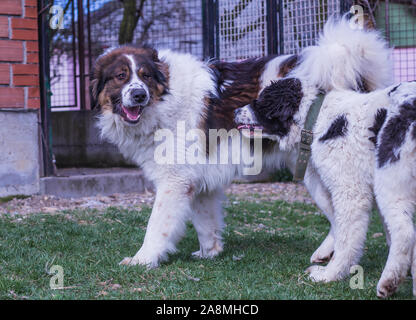 Vieh Guardian Hund, Tornjak aus Vlasic Berg und Ciobanesc Romanesc de Bucovina, Hütehund, Schäferhund, LGD im Spiel in Janja Bosnien Stockfoto