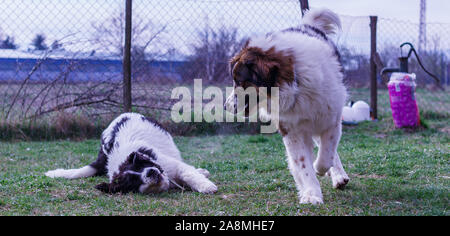 Vieh Guardian Hund, Tornjak aus Vlasic Berg und Ciobanesc Romanesc de Bucovina, Hütehund, Schäferhund, LGD im Spiel in Janja Bosnien Stockfoto