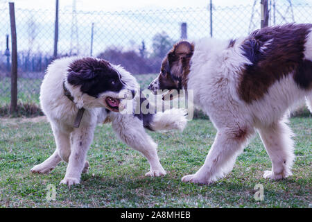 Vieh Guardian Hund, Tornjak aus Vlasic Berg und Ciobanesc Romanesc de Bucovina, Hütehund, Schäferhund, LGD im Spiel in Janja Bosnien Stockfoto