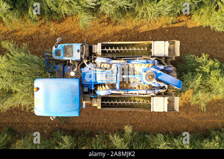 Olivenöl Harvester über Reihen von Olivenbäumen und sanft schütteln und Abbau der Oliven aus den Zweigen, von oben nach unten Luftaufnahmen des Prozesses. Stockfoto