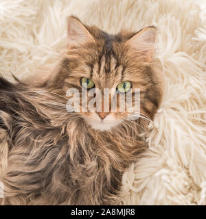 Norwegian Forest Cat, langhaarige Katze bequem auf dem Sofa im Winter installiert Stockfoto