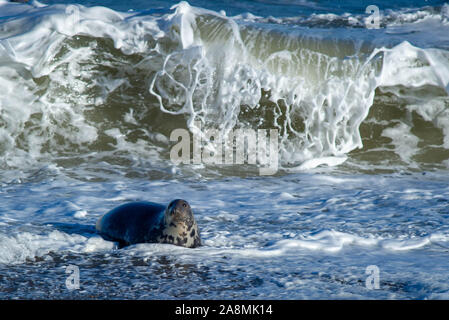 Dichtung in Spray Stockfoto