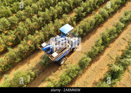 New Holland Feldhäcksler Olivenöl arbeiten in einem Feld, Luftbild. Stockfoto