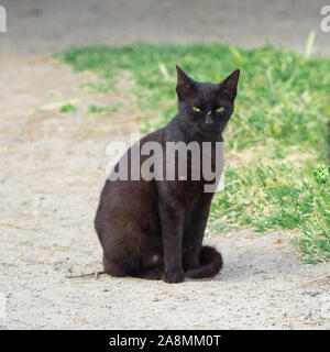 Katze, die Schiele auf eine Mücke auf seine Schnauze setzen Stockfoto