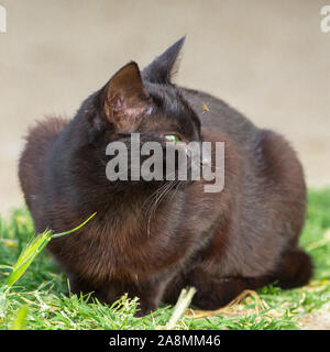 Katze, die Schiele auf eine Mücke auf seine Schnauze setzen Stockfoto