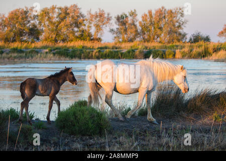 Weiße Pferde, Mutter und Fohlen Stockfoto