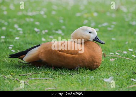 Ruddige Shelduck, orangefarbene Ente auf dem Gras, Tadorna ferruginea Stockfoto