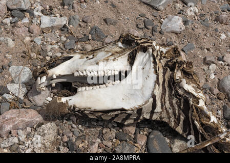 Schädel eines toten Zebra in einem ausgetrockneten Fluss Namibia Stockfoto