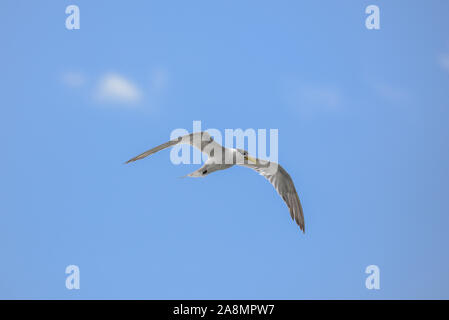 Großer krested tern, Meeresvogel, Polynesien, Flug Stockfoto