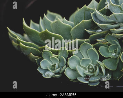 Saftige Pflanze, Rosetten von Echeveria in einem Topf, auf einer Kurve wachsend, nass, von Natur aus angeordnet, dunkelschwarzer Hintergrund Stockfoto
