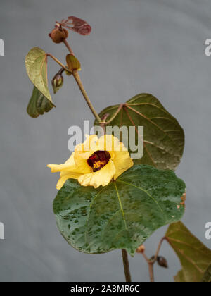 Gelbe Blüte des Hibiscus tiliaceus Rubra-Baumes, Blätter und Stiel Stockfoto