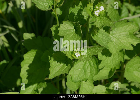 Close-up von Knoblauch Senf oder alliaria petiolata in voller Blüte, Jack durch die hegde im frühen Frühling mit hellen, weißen Blumen Stockfoto