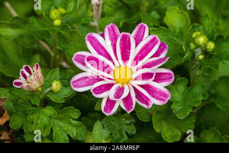 Blühende, leuchtend rosa und weiß gestreifte Chrysanthemen blühen in einem australischen Garten Stockfoto