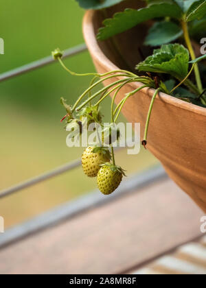 Unreife, Erdbeerpflanze fruchtig. Blassgrüne weiße Erdbeeren, die noch wachsen, noch nicht reif, hängen über dem Rand des Terrakotta-farbenen Topfes Stockfoto