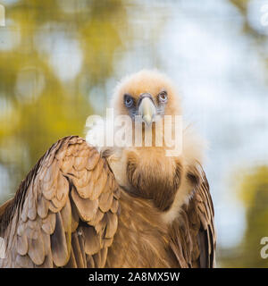 Gänsegeier, Gyps fulvus, Geier Stockfoto