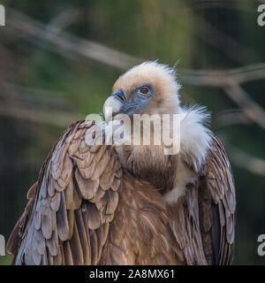 Gänsegeier, Gyps fulvus, Geier Stockfoto