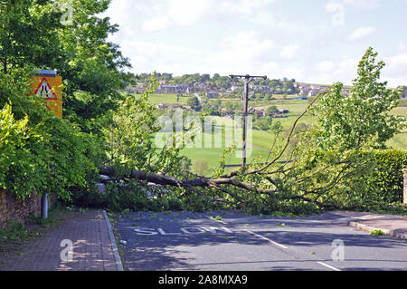 Gefallenen Baum blockiert Straße Stockfoto