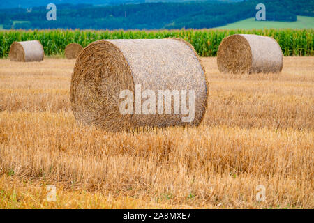 Hay bales on the field after harvest in Slovakia Stockfoto