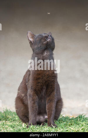 Katze, die Schiele auf eine Mücke auf seine Schnauze setzen Stockfoto