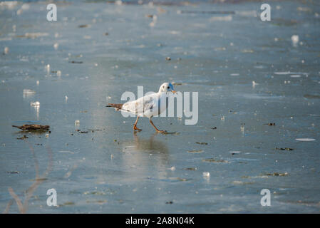 Möwe steht im Winter an einem eiskalten Teich in Paris Stockfoto