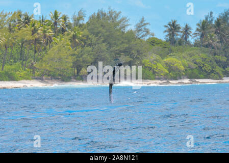 Buckelwal Tauchen, in französisch-polynesien Stockfoto