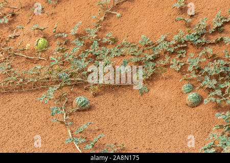 Eine Gruppe von Wüste Squash (Citrullus colocynthis) (Handhal) im Sand in den Vereinigten Arabischen Emiraten (VAE) in der Nacht. Stockfoto