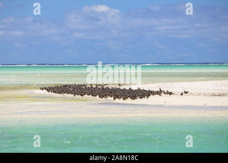 Dickwolke der Vögel, Brauner Noddy, Vogel, Polynesien, Tetiaroa-Insel Stockfoto