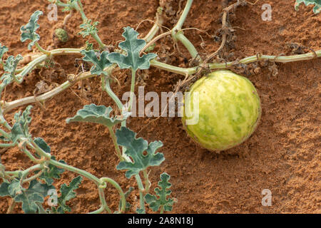 Wüste Squash (Citrullus colocynthis) (Handhal) im Sand in den Vereinigten Arabischen Emiraten (VAE) in der Nacht. Stockfoto