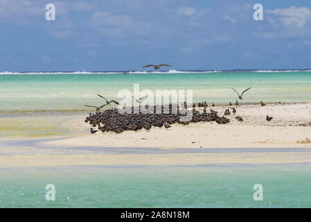 Dickwolke der Vögel, Brauner Noddy, Vogel, Polynesien, Tetiaroa-Insel Stockfoto