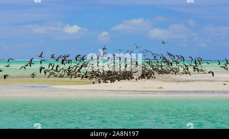 Dickwolke der Vögel, Brauner Noddy, Vogel, Polynesien, Tetiaroa-Insel Stockfoto