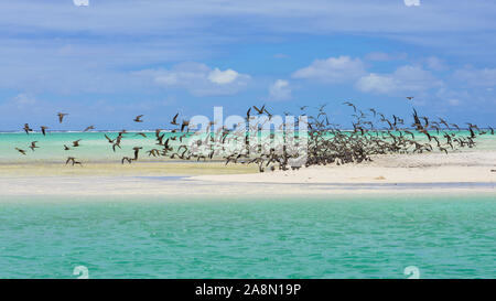 Dickwolke der Vögel, Brauner Noddy, Vogel, Polynesien, Tetiaroa-Insel Stockfoto