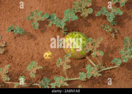 Eine Hälfte begraben Wüste Squash (Citrullus colocynthis) (Handhal) im Sand in den Vereinigten Arabischen Emiraten (VAE) in der Nacht. Stockfoto