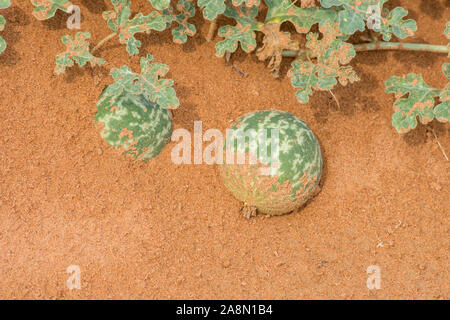 Zwei grüne Wüste Squash (Citrullus colocynthis) (Handhal) im Sand in den Vereinigten Arabischen Emiraten (VAE) in der Nacht. Stockfoto