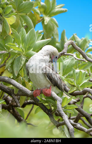 Rotfußbooby, Sula sula, exotischer Vogel in Französisch-Polynesien Stockfoto