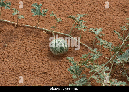 Grüne Wüste Squash (Citrullus colocynthis) (Handhal) auf ein Weinstock im Sand in den Vereinigten Arabischen Emiraten (VAE) in der Nacht. Stockfoto