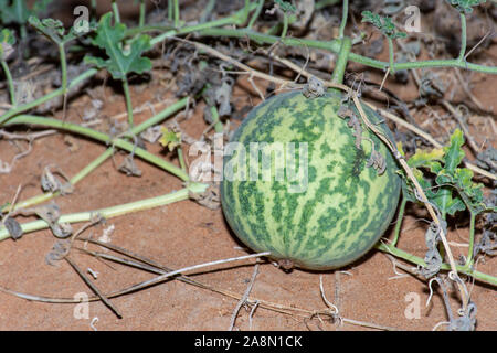 Wüste Squash (Citrullus colocynthis) (Handhal) im Sand in den Vereinigten Arabischen Emiraten (VAE) in der Nacht. Stockfoto