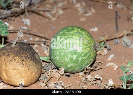 Wüste Squash (Citrullus colocynthis) (Handhal) im Sand in den Vereinigten Arabischen Emiraten (VAE) in der Nacht. Stockfoto