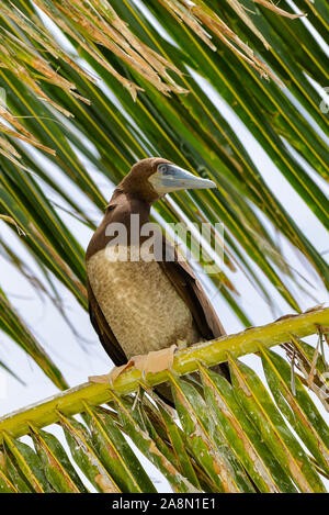 Brown booby, Sula, leucogaster schöne Vögel in Französisch-Polynesien Stockfoto